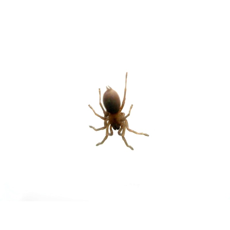 Monocentropus balfouri 4DC - samica | Ptaszniki | Vantis Terra