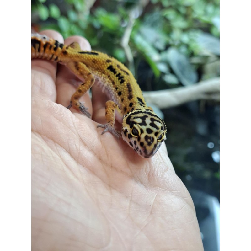 Eublefar lamparci / Gekon Lamparci (Eublepharis macularius) - Classic - ns - nr.3 | Jaszczurki | Vantis Terra