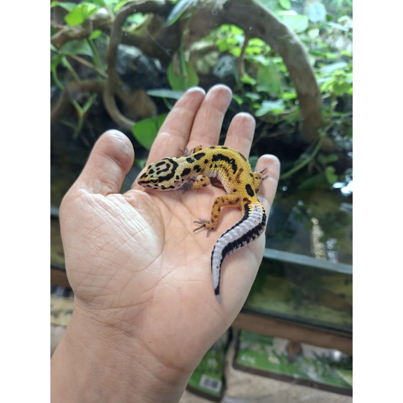 Eublefar lamparci / Gekon Lamparci (Eublepharis macularius) - Mack Snow Bold Stripe - Classic - ns - nr.1 | Jaszczurki | Vantis Terra Eublefar lamparci / Gekon Lamparci (Eublepharis macularius) - Mack Snow Bold Stripe - Classic - ns - nr.1 | Jaszczurki | Vantis Terra