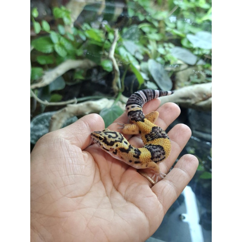 R Eublefar lamparci / Gekon Lamparci (Eublepharis macularius) - Mack Snow Bold Stripe - Classic - ns - nr.2 | Jaszczurki | Vantis Terra