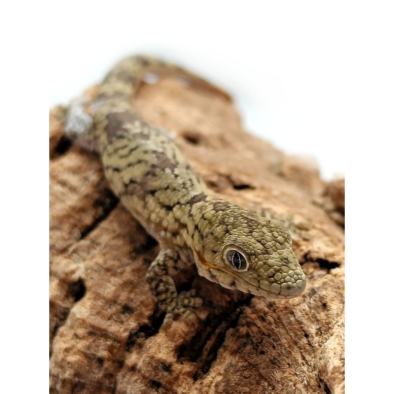 Eurydactylodes agricolae | Jaszczurki | Vantis Terra Eurydactylodes agricolae | Jaszczurki | Vantis Terra