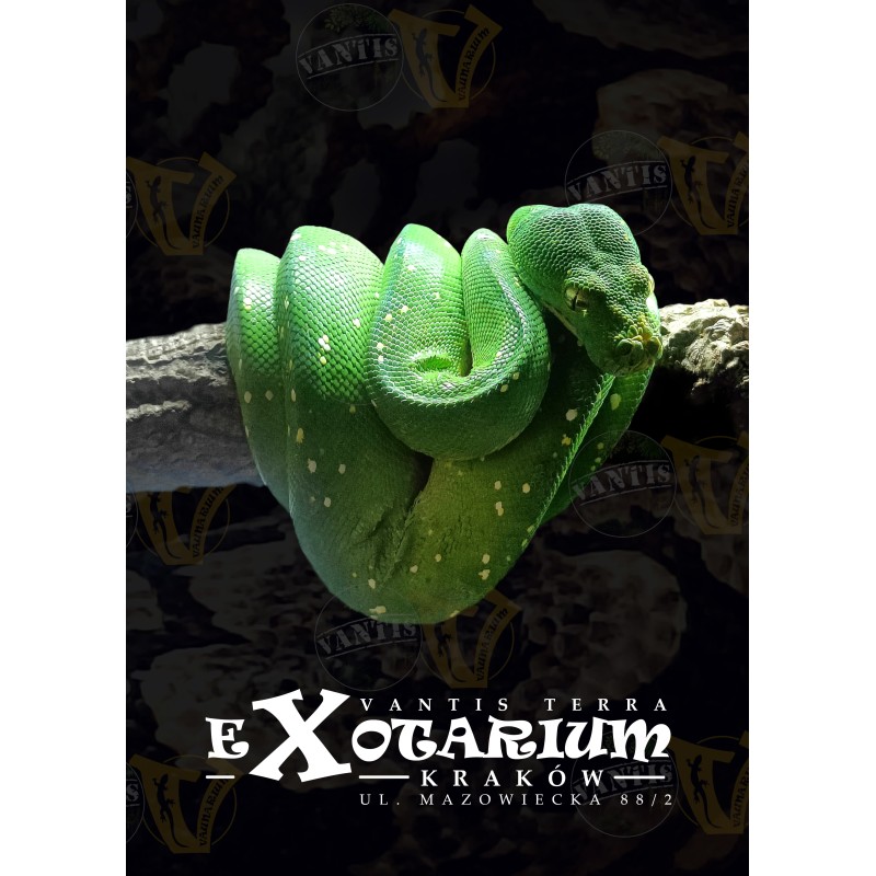 Plakat Pyton zielony (Morelia azurea azurea) Exotarium Kraków A3 | Gadżety i zabawki | Vantis Terra