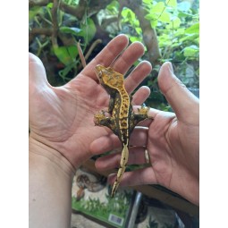 Jaszczurki | Vantis Terra