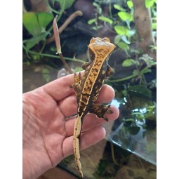 Gekon orzęsiony (Rhacodactylus ciliatus) ex Correlophus ciliatus - 1 - samica | Jaszczurki | Vantis Terra