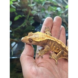 Zwierzęta | Vantis Terra