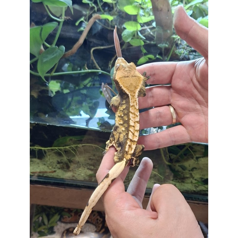 Gekon orzęsiony (Rhacodactylus ciliatus) ex Correlophus ciliatus - 6 - samiec | Jaszczurki | Vantis Terra