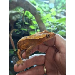 Gekon orzęsiony (Rhacodactylus ciliatus) ex Correlophus ciliatus - 5 - samiec | Jaszczurki | Vantis Terra