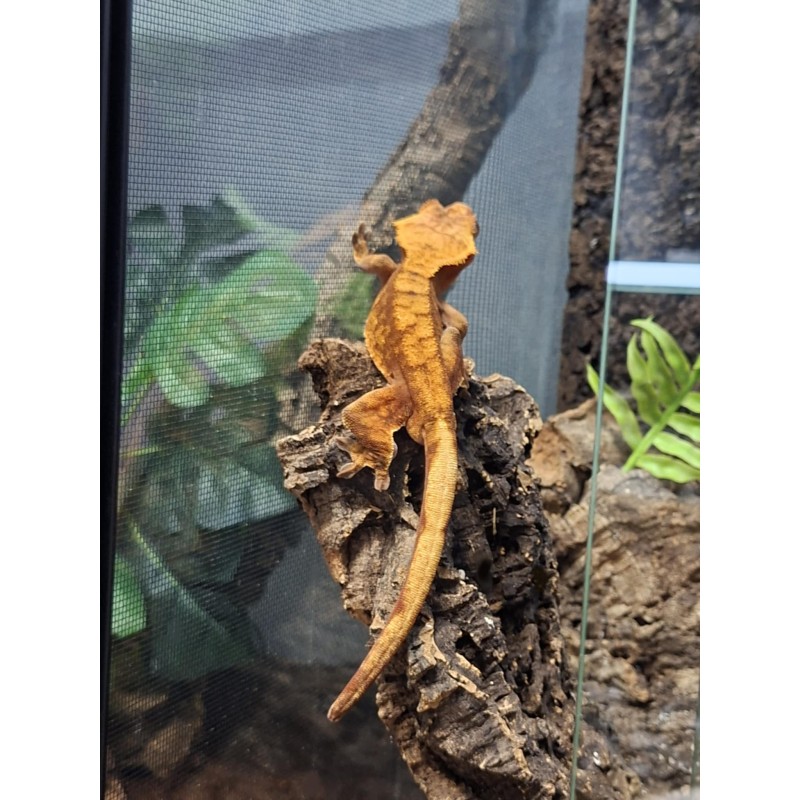 Gekon orzęsiony (Rhacodactylus ciliatus) ex Correlophus ciliatus - 5 - samiec | Jaszczurki | Vantis Terra