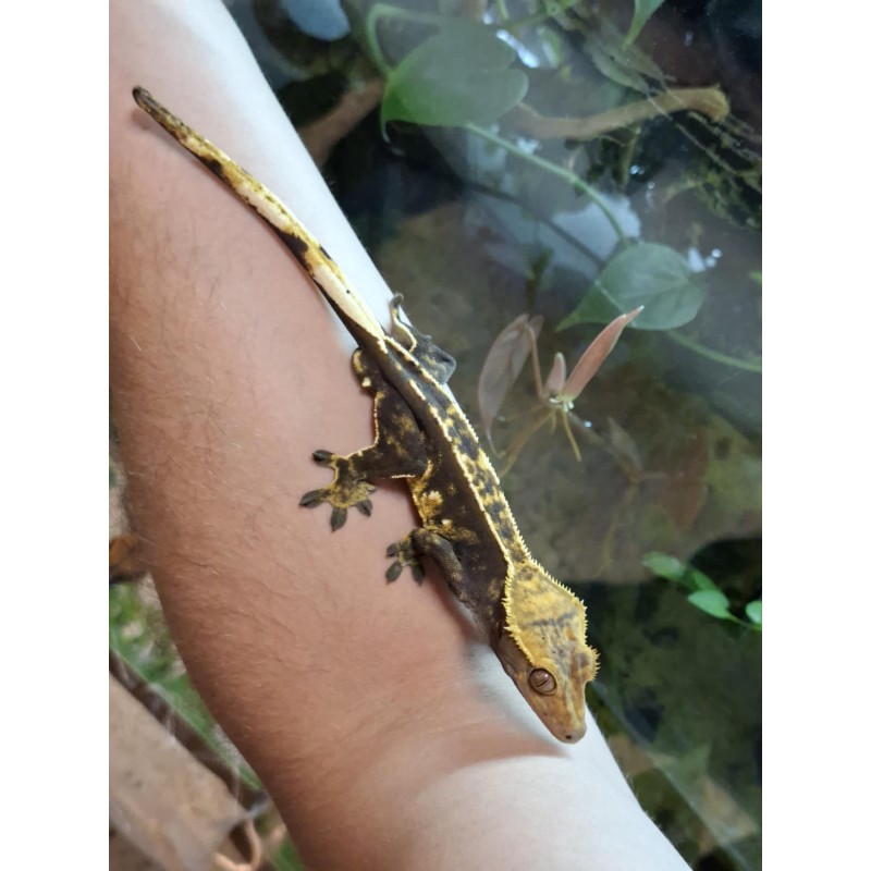 Gekon orzęsiony (Rhacodactylus ciliatus) ex Correlophus ciliatus - 7 - samiec | Jaszczurki | Vantis Terra