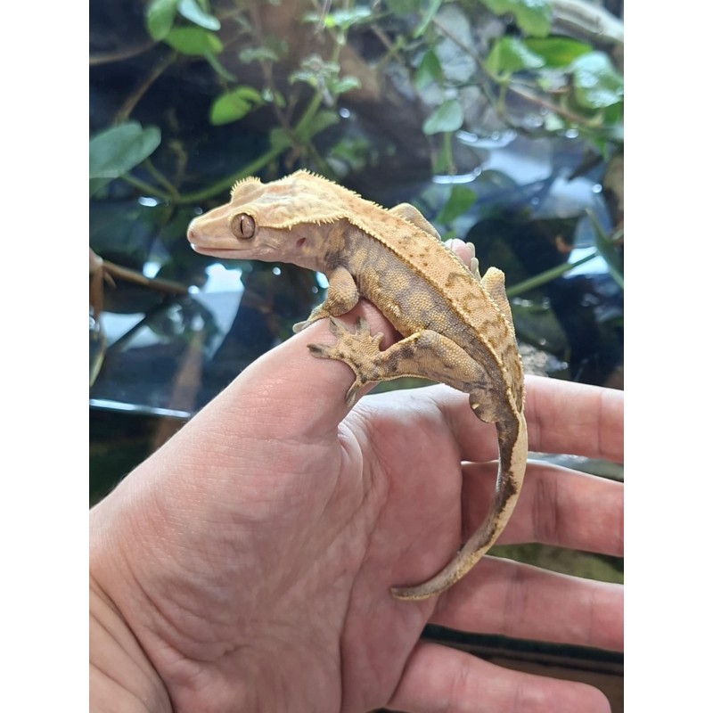 Gekon orzęsiony (Rhacodactylus ciliatus) ex Correlophus ciliatus - Partial Pinstripe - samiec 13 | Jaszczurki | Vantis Terra