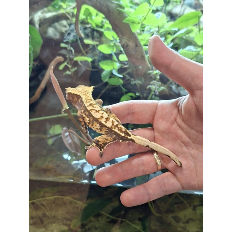 Gekon orzęsiony (Rhacodactylus ciliatus) ex Correlophus ciliatus - 8 - samiec | Jaszczurki | Vantis Terra