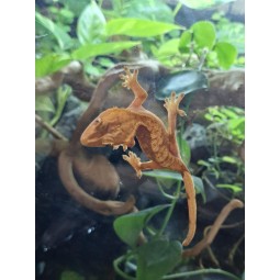 Zwierzęta | Vantis Terra