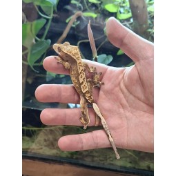 Jaszczurki | Vantis Terra