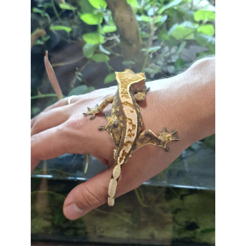 Gekon orzęsiony (Rhacodactylus ciliatus) ex Correlophus ciliatus - 11 - samiec | Jaszczurki | Vantis Terra