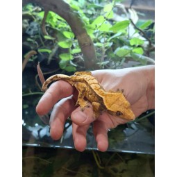 Zwierzęta | Vantis Terra