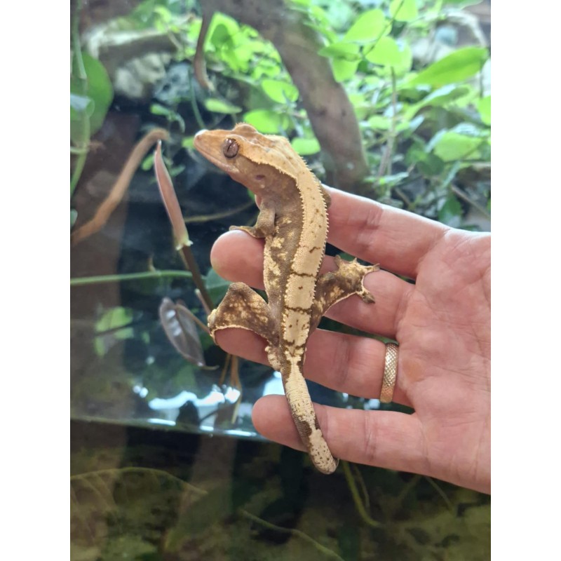 Gekon orzęsiony (Rhacodactylus ciliatus) ex Correlophus ciliatus - Harlequin - samiec 14 | Jaszczurki | Vantis Terra