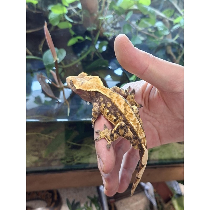 Gekon orzęsiony (Rhacodactylus ciliatus) ex Correlophus ciliatus - Harlequin 18 - samiec | Jaszczurki | Vantis Terra