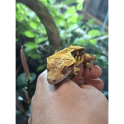 Gekon orzęsiony (Rhacodactylus ciliatus) ex Correlophus ciliatus - Harlequin 18 - samiec | Jaszczurki | Vantis Terra