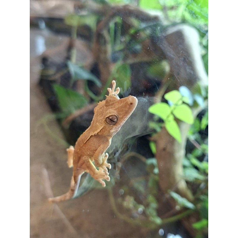 Gekon orzęsiony (Rhacodactylus ciliatus) ex Correlophus ciliatus - Paternless - NS 15 | Jaszczurki | Vantis Terra