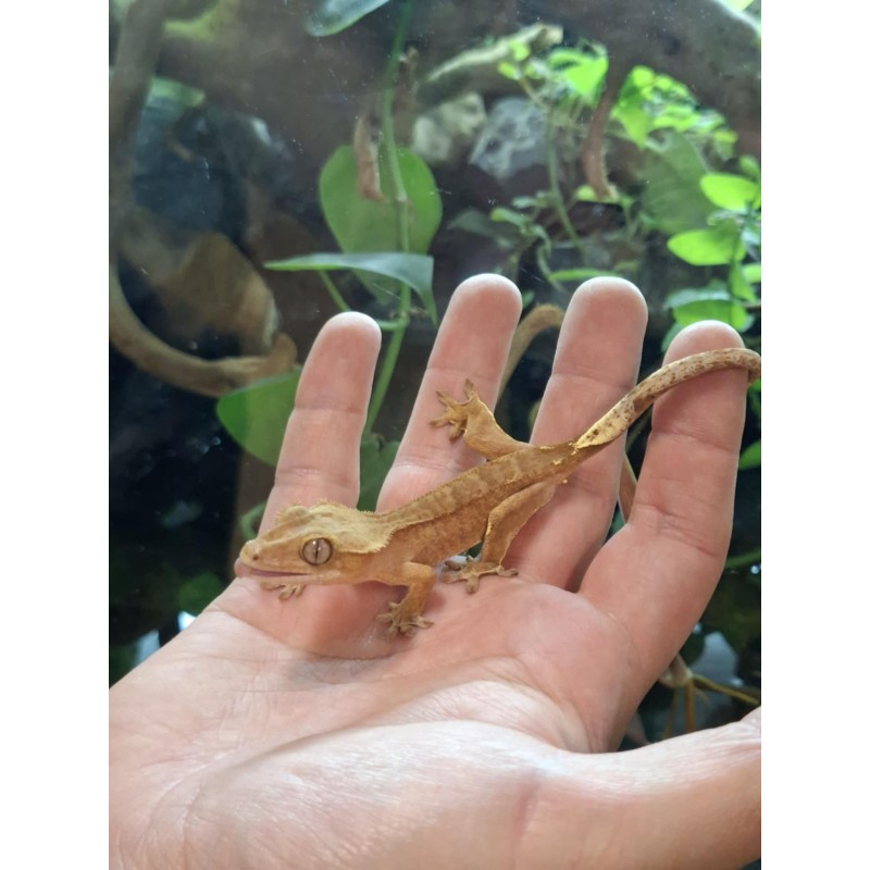 Gekon orzęsiony (Rhacodactylus ciliatus) ex Correlophus ciliatus - Paterneless - samiec 16 | Jaszczurki | Vantis Terra