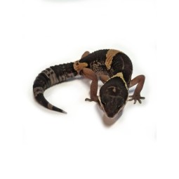 Eublefar - Eublepharis...