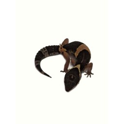 Eublefar - Eublepharis hardwickii - samica | Jaszczurki | Vantis Terra