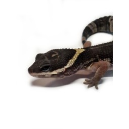 Eublefar - Eublepharis hardwickii - samica | Jaszczurki | Vantis Terra