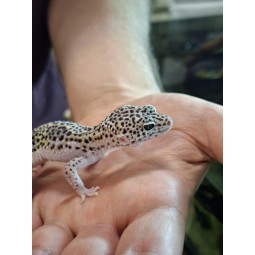 Zwierzęta | Vantis Terra