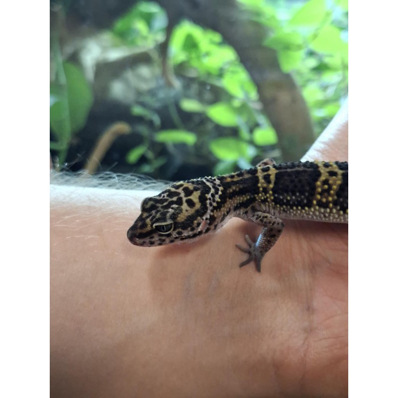 Eublefar lamparci / Gekon Lamparci (Eublepharis macularius) - Black Night Carbon - samica | Jaszczurki | Vantis Terra