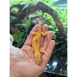 Zwierzęta | Vantis Terra