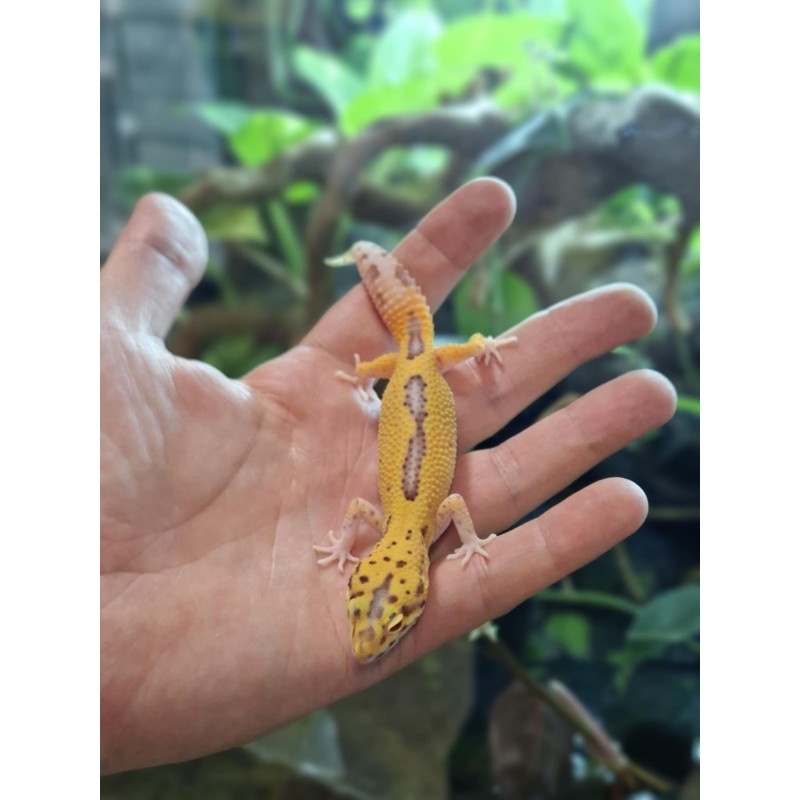 Eublefar lamparci / Gekon Lamparci (Eublepharis macularius) - Radar Poss Jungle - NS | Jaszczurki | Vantis Terra