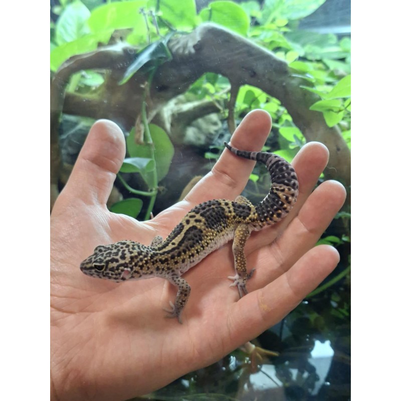 Eublefar lamparci / Gekon Lamparci (Eublepharis macularius) - Black Night Carbon - samiec | Jaszczurki | Vantis Terra