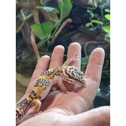 Eublefar lamparci / Gekon...