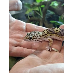 Zwierzęta | Vantis Terra