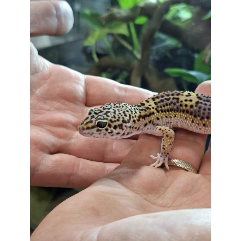 Eublefar lamparci / Gekon Lamparci (Eublepharis macularius) - Black Night Carbon - samiec | Jaszczurki | Vantis Terra