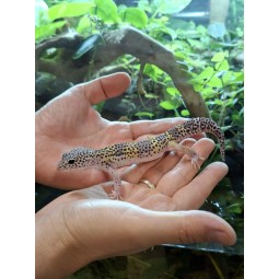 Zwierzęta | Vantis Terra