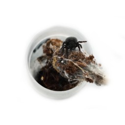 Eresus walckenaeri L3 | Pająki Właściwe | Vantis Terra