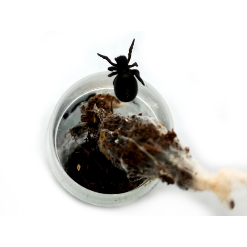 Eresus walckenaeri L3 | Pająki Właściwe | Vantis Terra