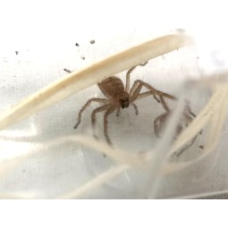Holconia murrayensis L1