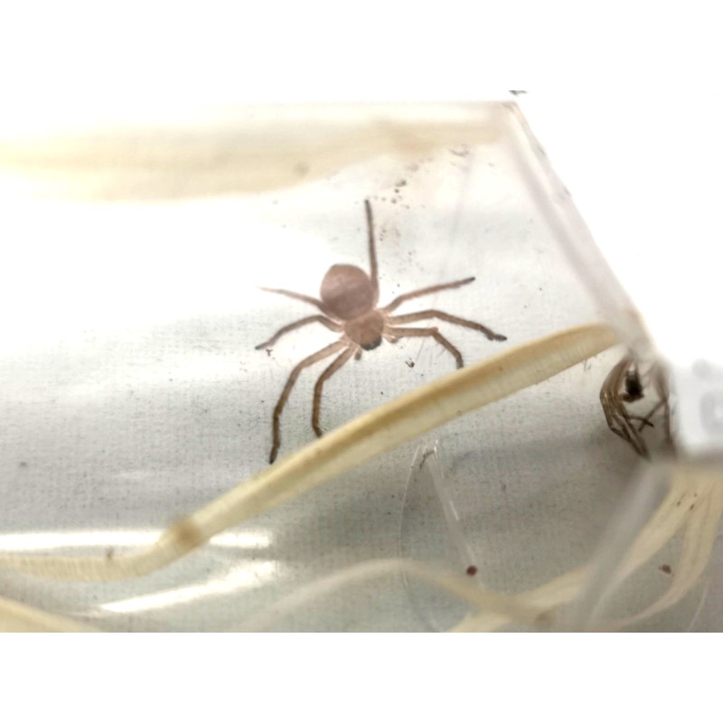 Holconia murrayensis L1 | Pająki Właściwe | Vantis Terra