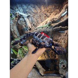 Pluszowy skorpion czarny Beppe 38cm | Gadżety i zabawki | Vantis Terra