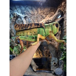 Pluszowy Konik Polny Beppe 41cm | Gadżety i zabawki | Vantis Terra