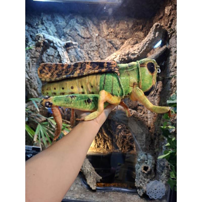 Pluszowy Konik Polny Beppe 41cm | Gadżety i zabawki | Vantis Terra Pluszowy Konik Polny Beppe 41cm | Gadżety i zabawki | Vantis Terra