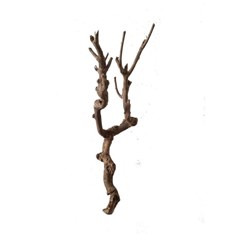 Gałąź pustynna | Gałęzie | Vantis Terra