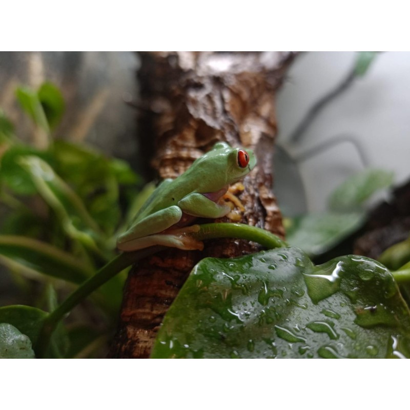 Chwytnica czerwonooka (Agalychnis callidryas) | Bezogonowe | Vantis Terra Chwytnica czerwonooka (Agalychnis callidryas) | Bezogonowe | Vantis Terra