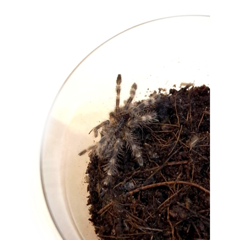 Poecilotheria formosa L2 | Ptaszniki | Vantis Terra