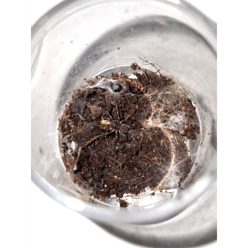 Fufius lancius | Pozostałe | Vantis Terra