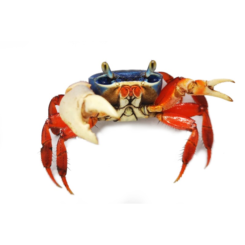 Krab tęczowy (Cardisoma armatum) | Skorupiaki | Vantis Terra