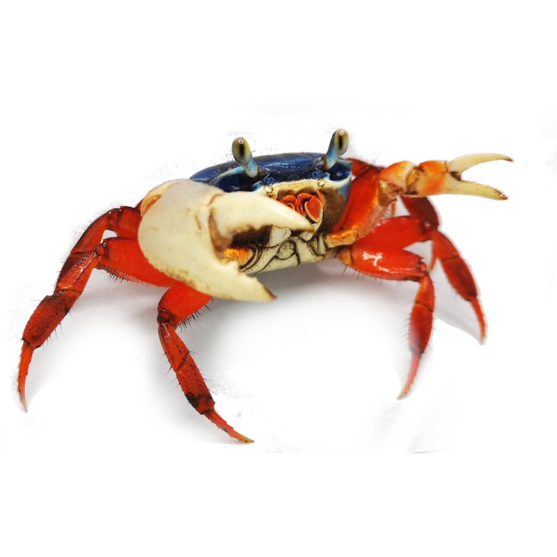 Krab tęczowy (Cardisoma armatum) | Skorupiaki | Vantis Terra Krab tęczowy (Cardisoma armatum) | Skorupiaki | Vantis Terra