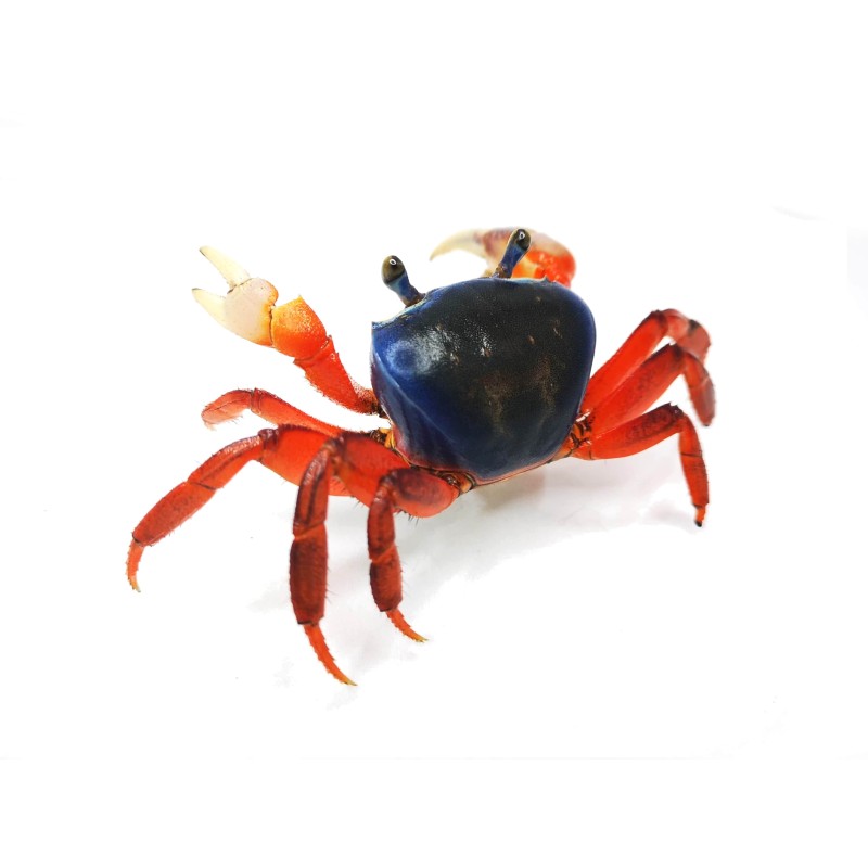 Krab tęczowy (Cardisoma armatum) | Skorupiaki | Vantis Terra Krab tęczowy (Cardisoma armatum) | Skorupiaki | Vantis Terra